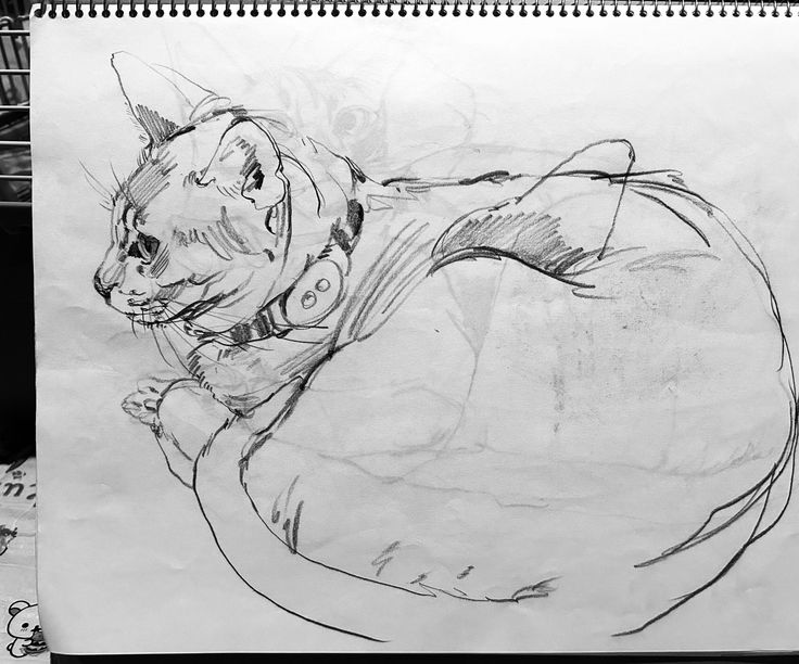 Graphite sketch of a curled-up cat wearing a collar