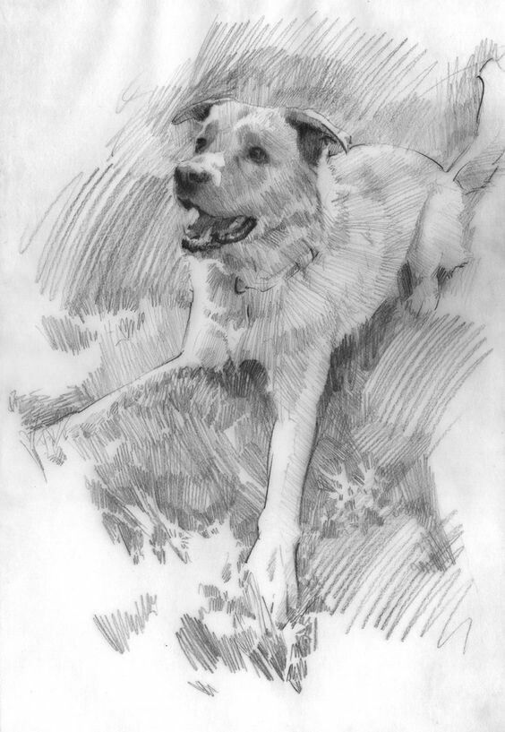 Graphite sketch of a dog running mid-stride