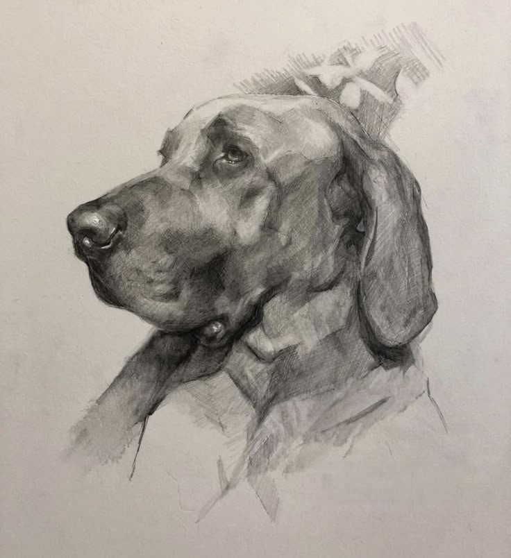 Custom pet portrait commission example